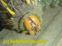 /home//u458753944/public_html/sourcegallery//Insects and small critters/butterflies and moths (Lepidoptera)/P1100271.JPG